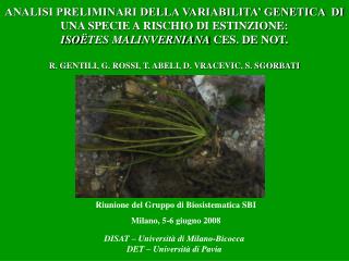 ANALISI PRELIMINARI DELLA VARIABILITA’ GENETICA DI UNA SPECIE A RISCHIO DI ESTINZIONE: