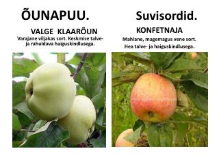 ÕUNAPUU. Suvisordid.