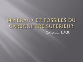 Minéraux et fossiles du Carbonifère supérieur