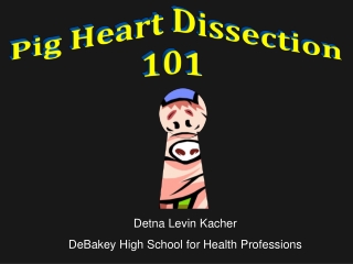 Pig Heart Dissection 101