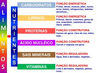 FUNÇÃO REGULADORA Leite e derivados, vegetais, peixes, ovos...