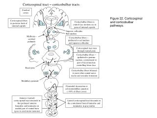 Corticospinal tract – corticobulbar tracts