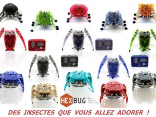 DES INSECTES QUE VOUS ALLEZ ADORER !