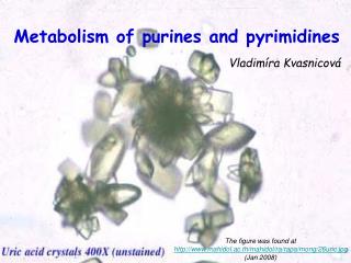 Metabolism of purines and pyrimidines