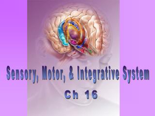 Sensory, Motor, &amp; Integrative System