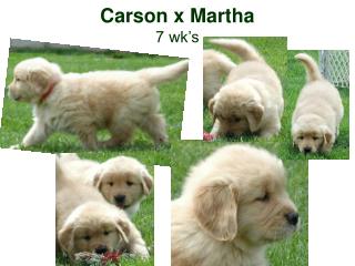 Carson x Martha 7 wk’s