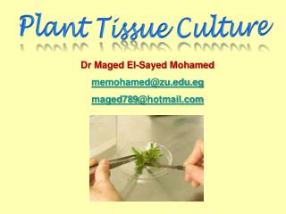 Plant Tissue Culture