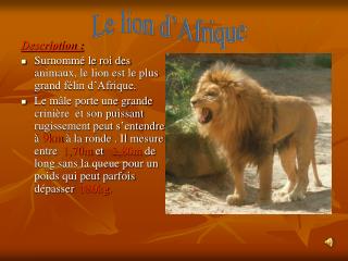 Description : Surnommé le roi des animaux, le lion est le plus grand félin d’Afrique.