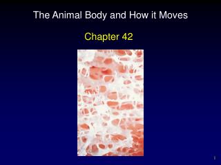 The Animal Body and How it Moves