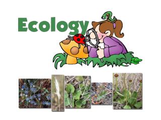 What is Ecology?