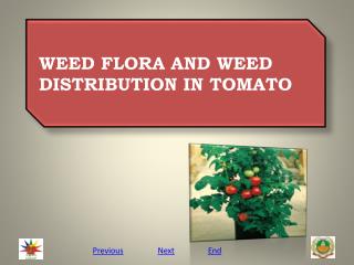 WEED FLORA AND WEED DISTRIBUTION IN TOMATO