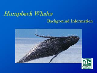 Humpback Whales