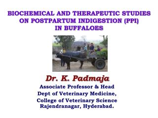 BIOCHEMICAL AND THERAPEUTIC STUDIES ON POSTPARTUM INDIGESTION (PPI) IN BUFFALOES