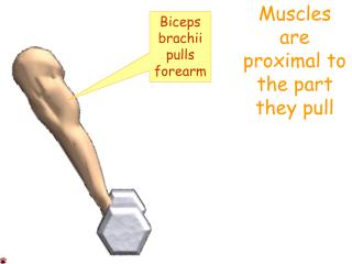 Muscles are proximal to the part they pull