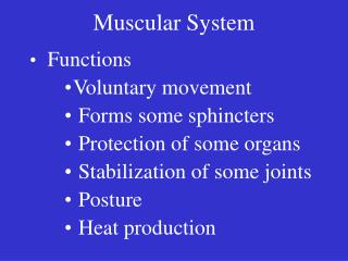 Muscular System