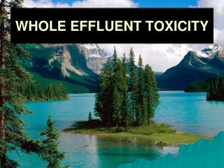 WHOLE EFFLUENT TOXICITY