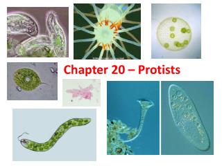 Chapter 20 – Protists