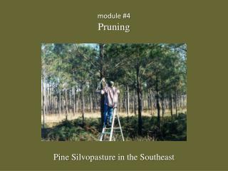 module #4 Pruning