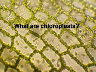 What are chloroplasts?