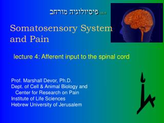 Somatosensory System and Pain