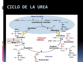 PPT - CICLO DE LA UREA PowerPoint Presentation, Free Download - ID:658995