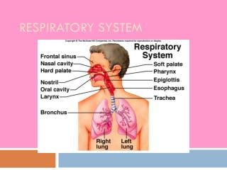 Respiratory System