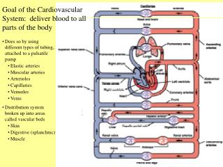 Goal of the Cardiovascular System: deliver blood to all parts of the body