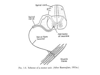 Depolarization of Muscle Membrane