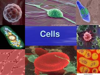 Cells