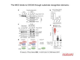 D Izawa &amp; J Pines Nature 000 , 1-4 (2014) doi:10.1038/nature13911