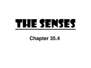 The Senses