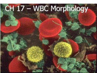 CH 17 – WBC Morphology