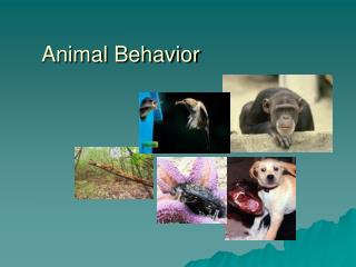 Animal Behavior