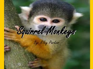 Squirrel Monkeys