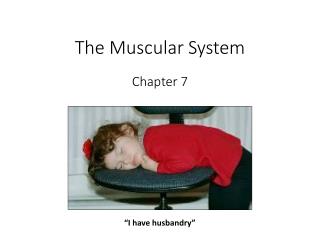 The Muscular System Chapter 7