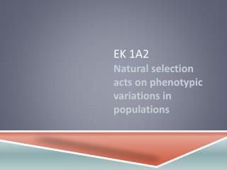 EK 1A2