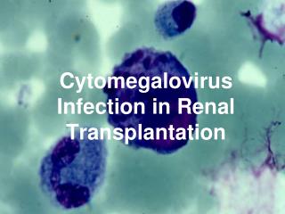 Cytomegalovirus Infection in Renal Transplantation