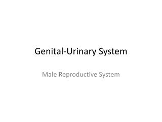 Genital-Urinary System