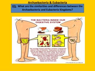 Characteristics of Bacteria