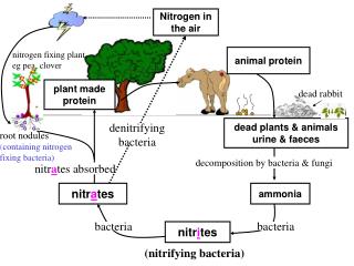 Nitrogen in the air