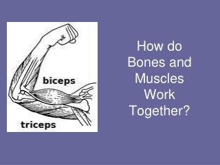 How do Bones and Muscles Work Together?