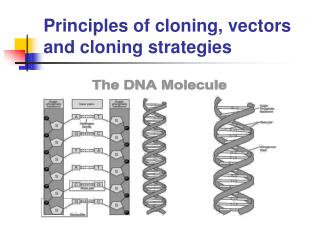 Principles of cloning, vectors and cloning strategies