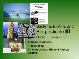 Bacteria, Biofilm, and Bio-pesticide BT ( B acillus T huringiensis )