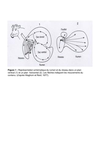 Figure 2 : Dégradation des composés azotés dans le rumen (Jouany, 1994)