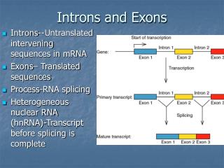 Introns and Exons