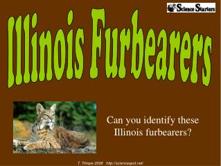 Can you identify these Illinois furbearers?