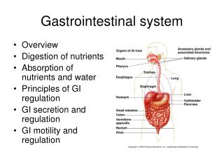 Gastrointestinal system