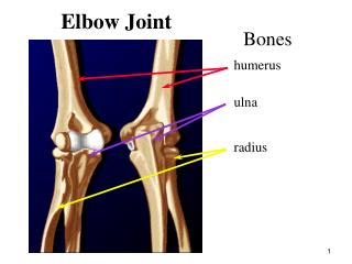 Elbow Joint