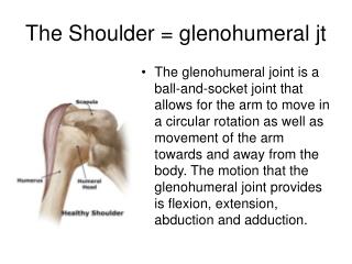 The Shoulder = glenohumeral jt