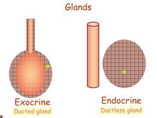 Exocrine